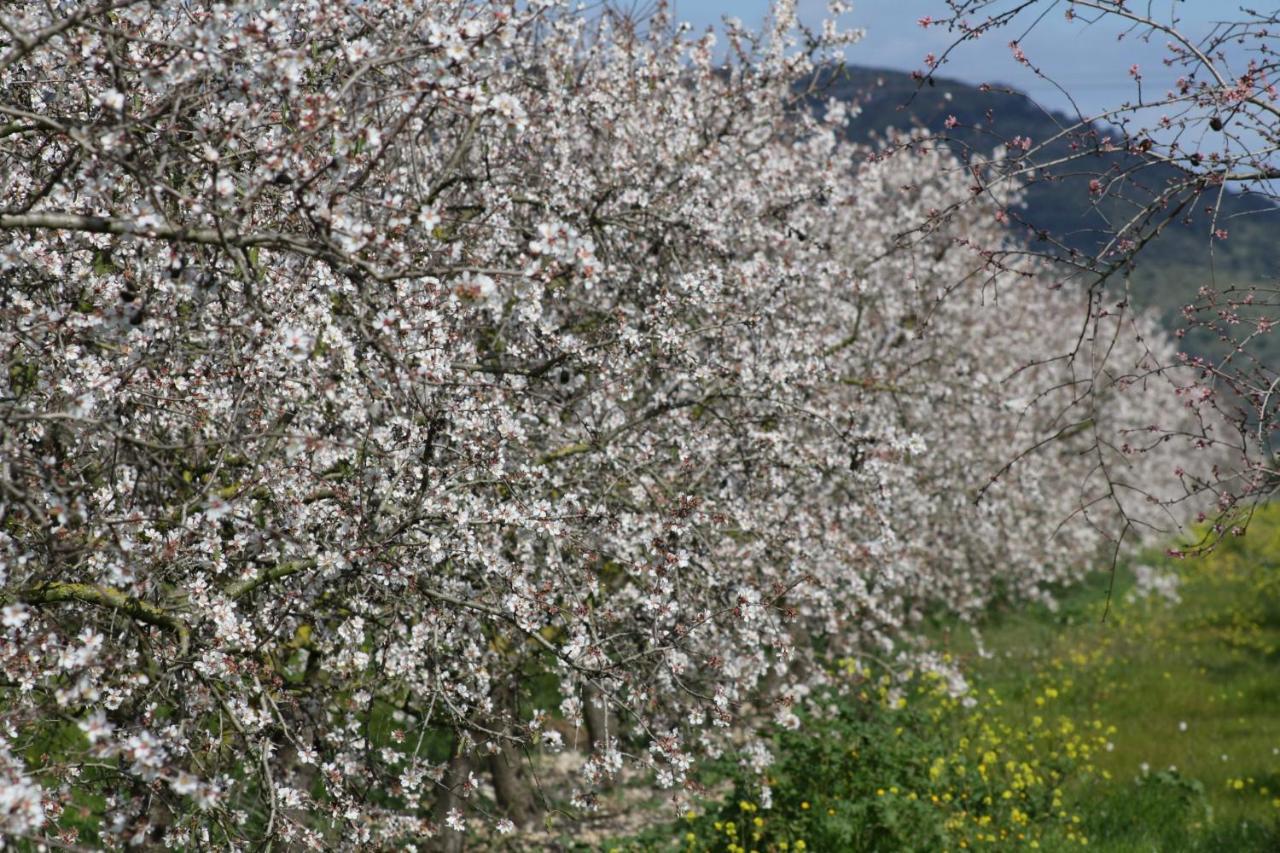 108 Finca Son Morey Tarongers Etv14340 By Mallorca Charme Can Picafort  Exterior foto